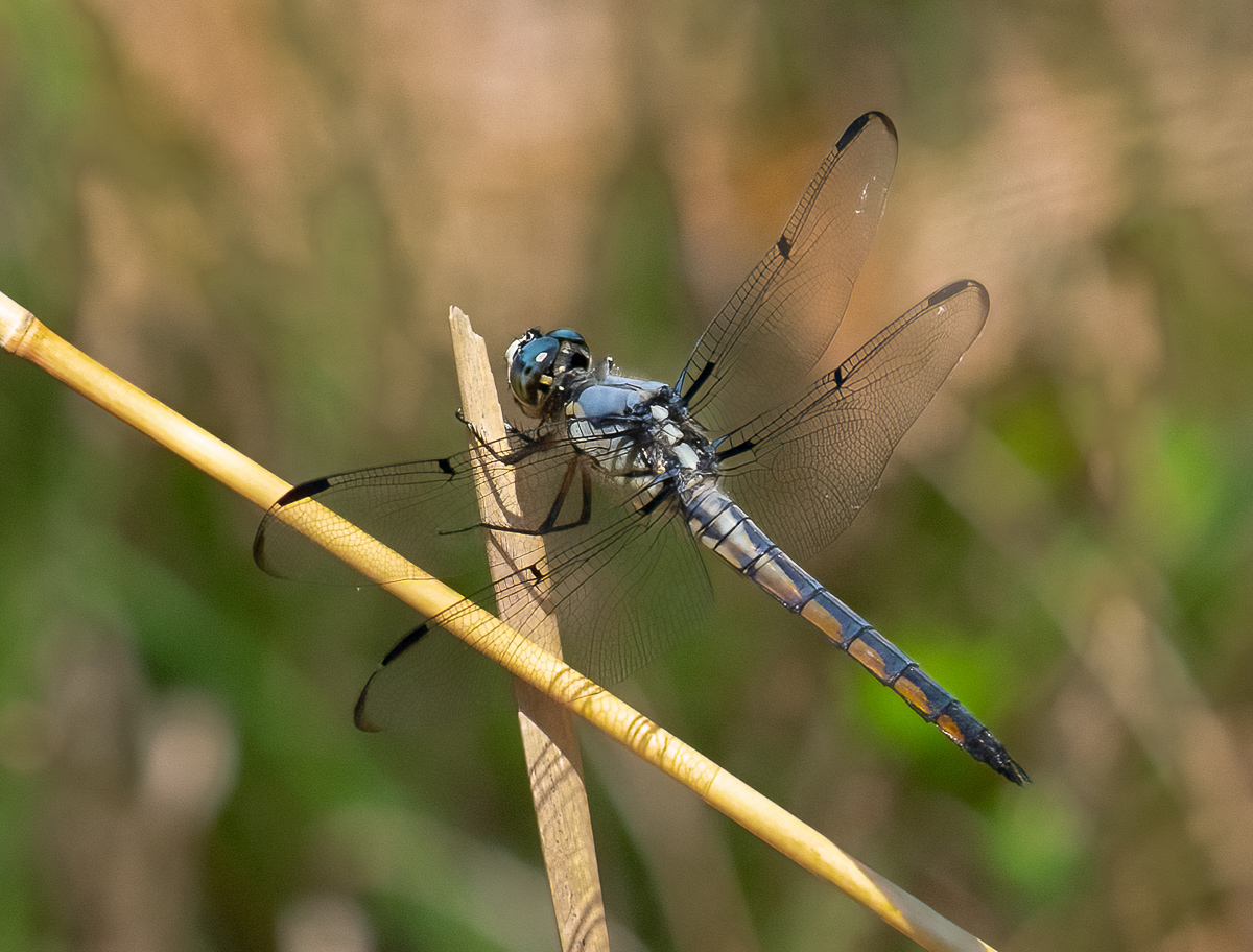 Unidentified dragonfly, North Carolina coast