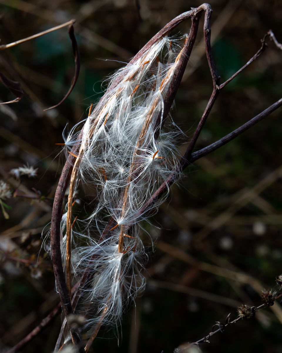 Seed pod