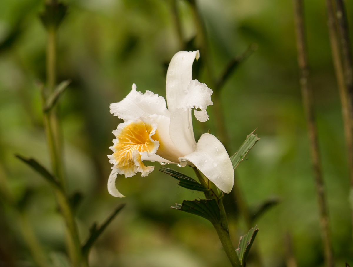 Orchid, Nicaragua