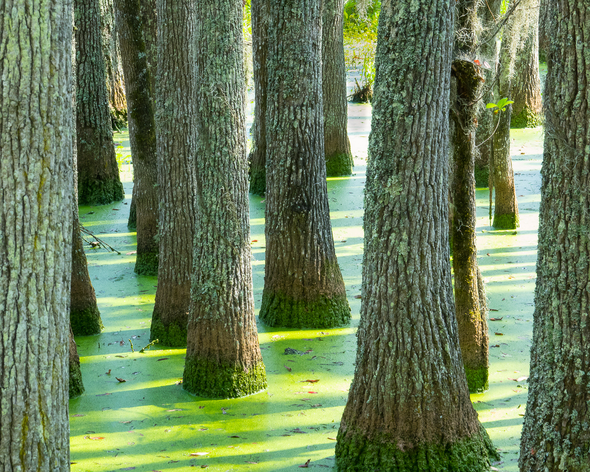 Trees in swamp. Charleston