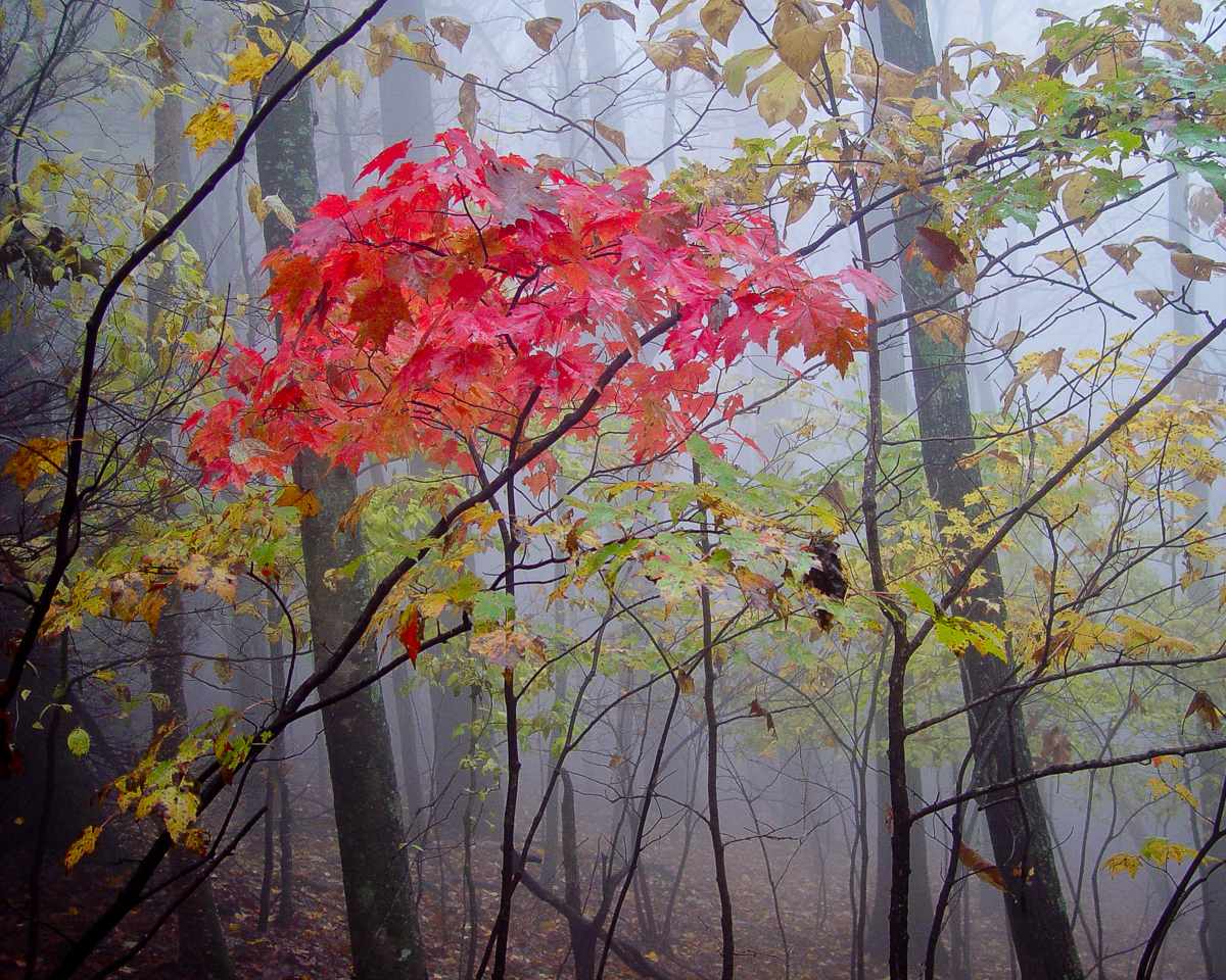 Fall colors, Virginia