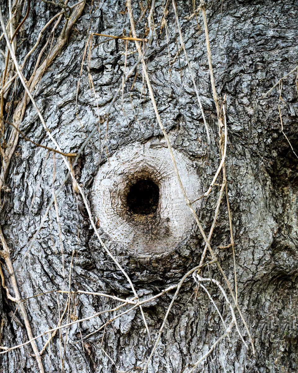 Tree with vines and knothole, Chapel Hill, NC