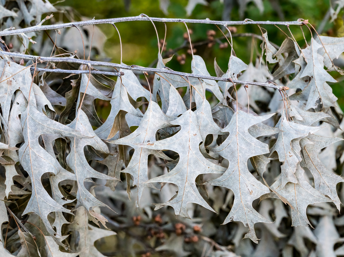 Dead leaves, Chapel Hill, NC