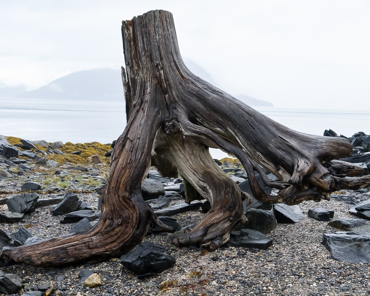 Tree stump on beach, Wrangell, Alaska