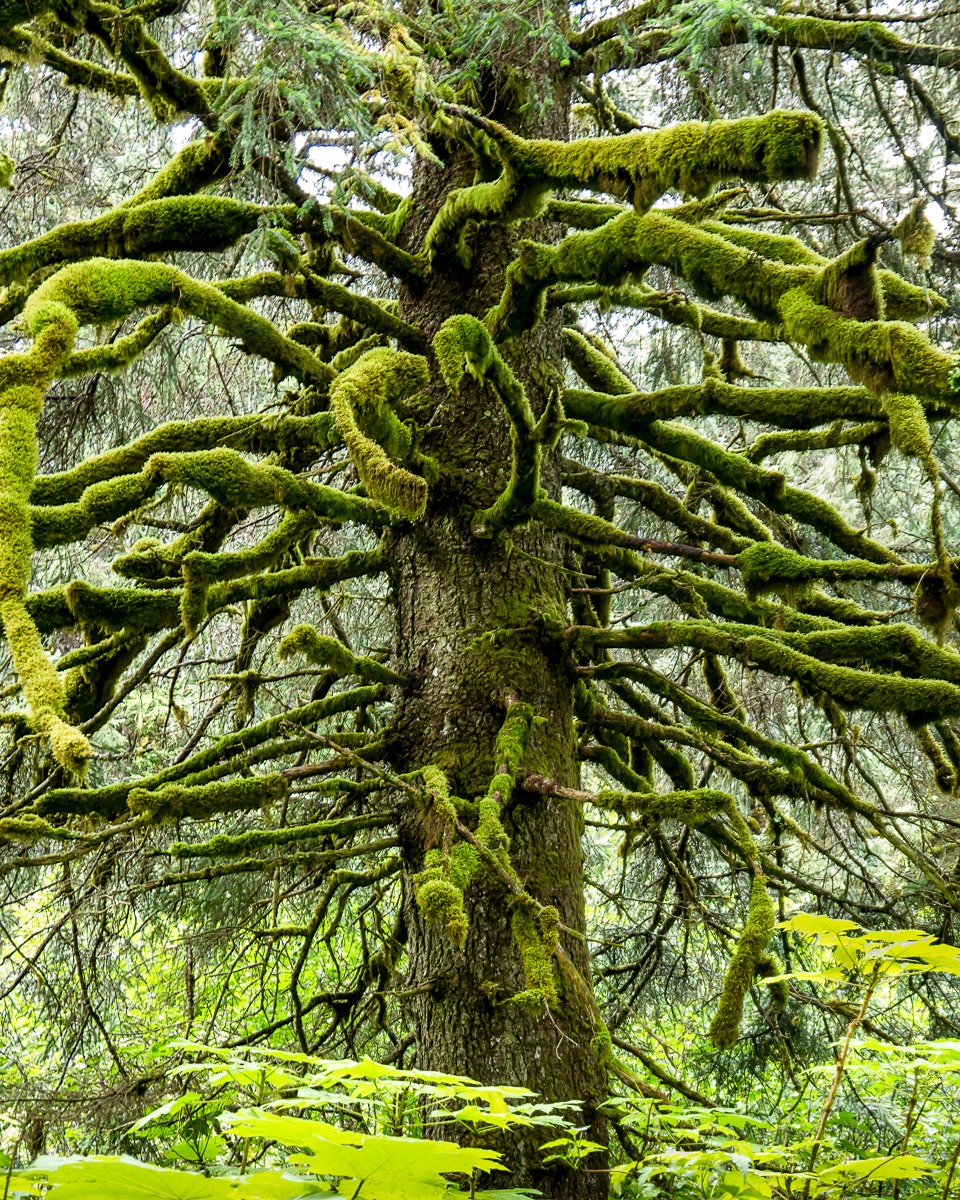 Moss-covered fir tree in Alaska