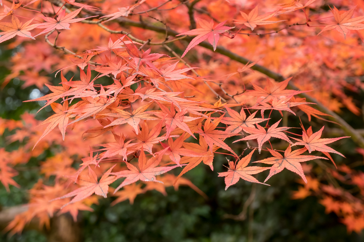 Maple leaves in autumn, Japan