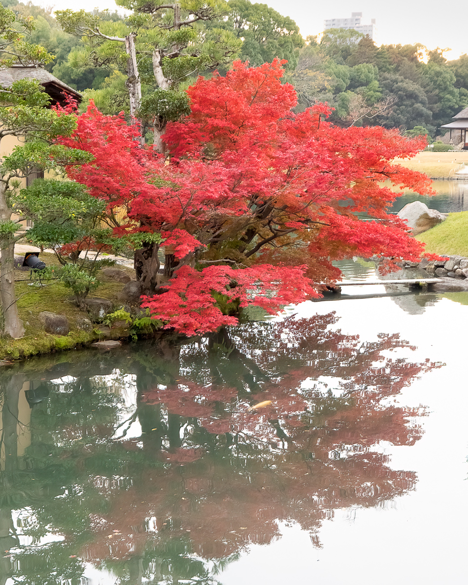 Maple, Korakuen Garden, Okayama, Japan