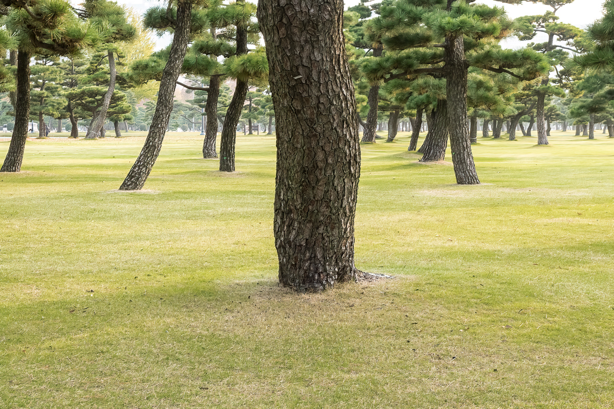 Grounds of Imperial Palace, Tokyo