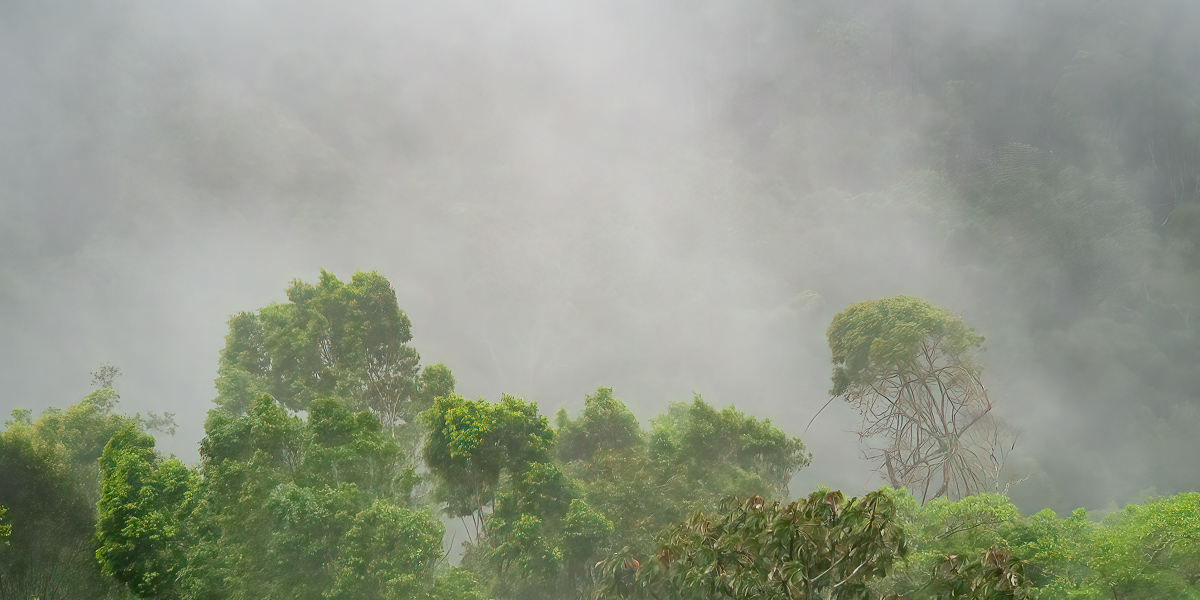 Jungle mists, Nicaragua
