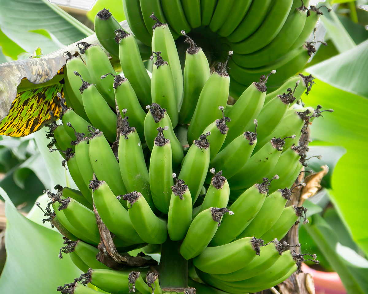 Green bananas, San Ramón, Nicaragua