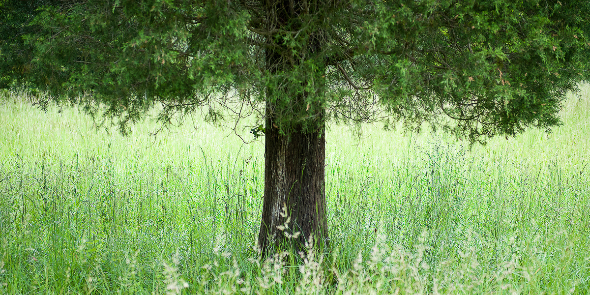 Tree and grass, Hillsborough, North Carolina