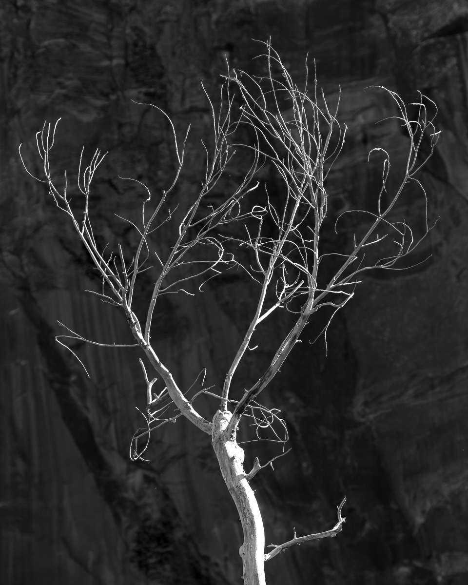 Dead tree, Zion Canyon, Utah
