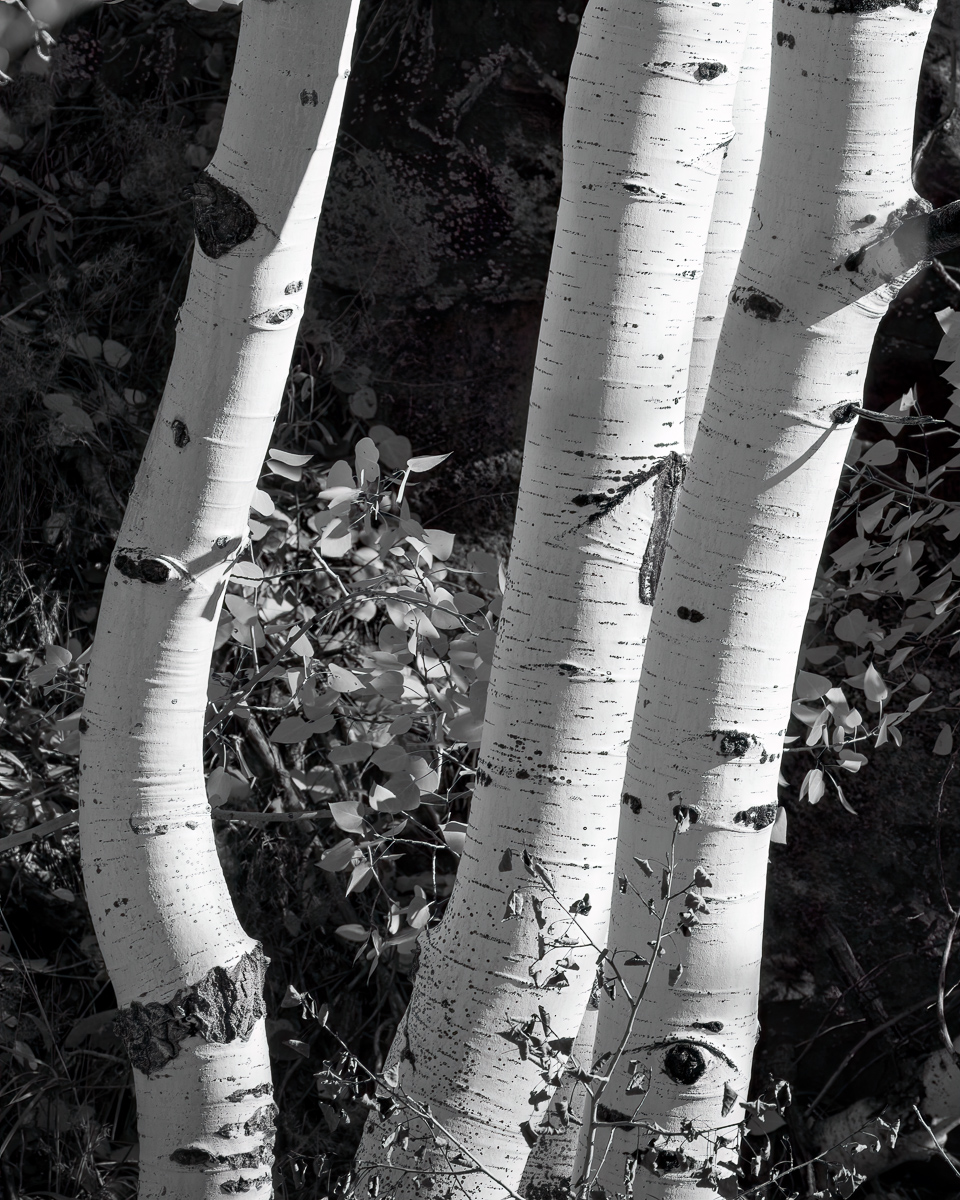 Aspen trees, Kolob Terrace Road, Utah