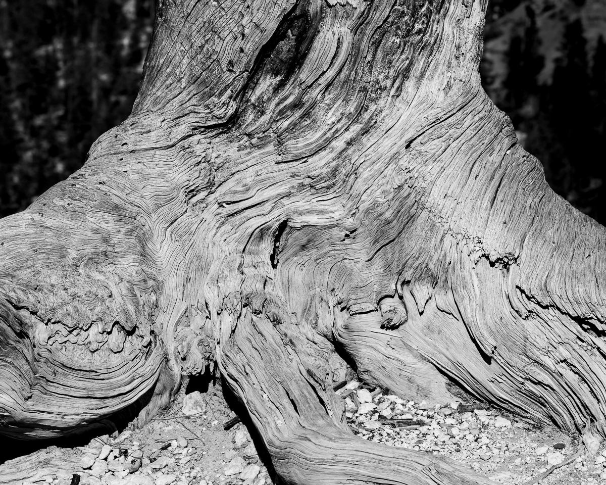 Dead tree, Bryce Canyon, Utah