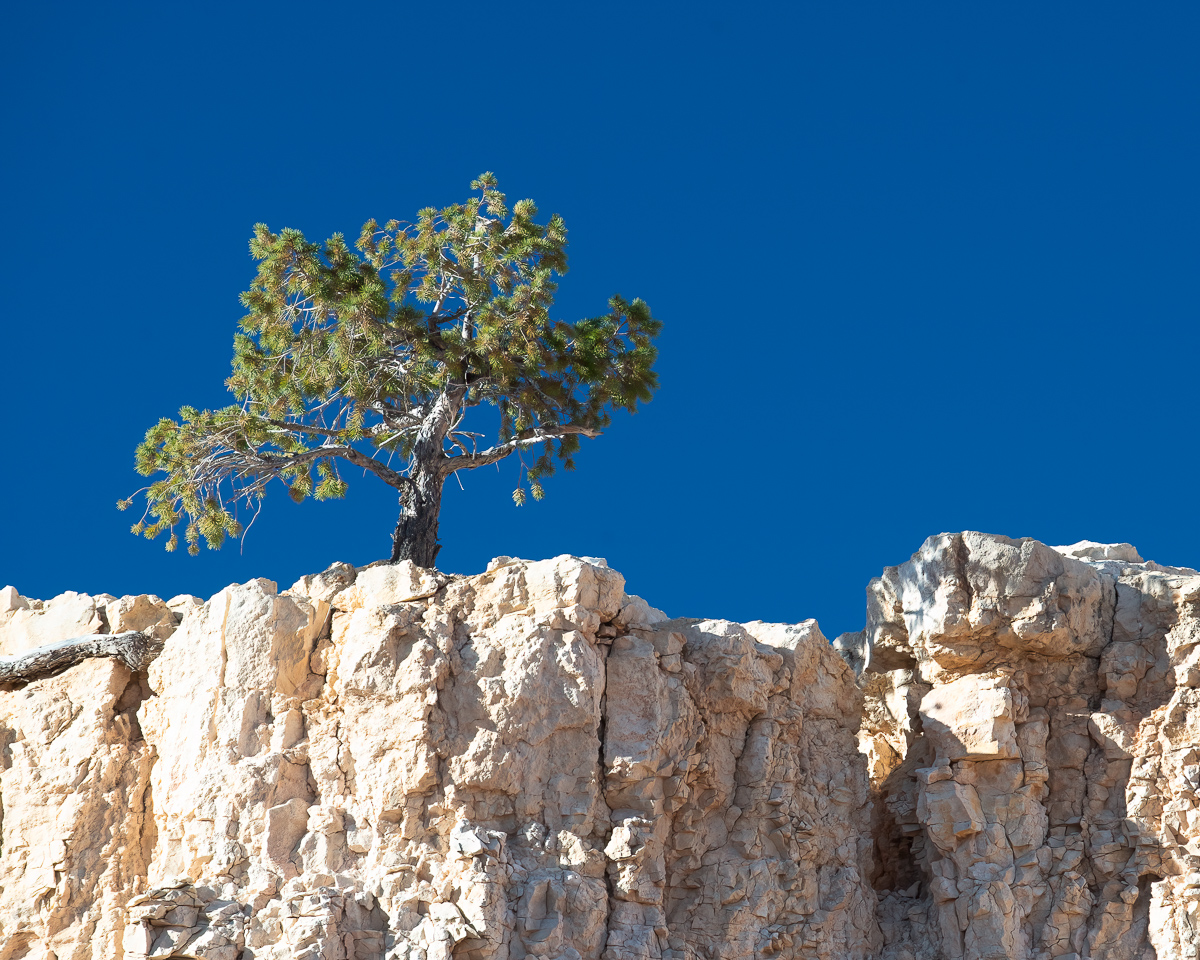 Tree on cliff, Utah