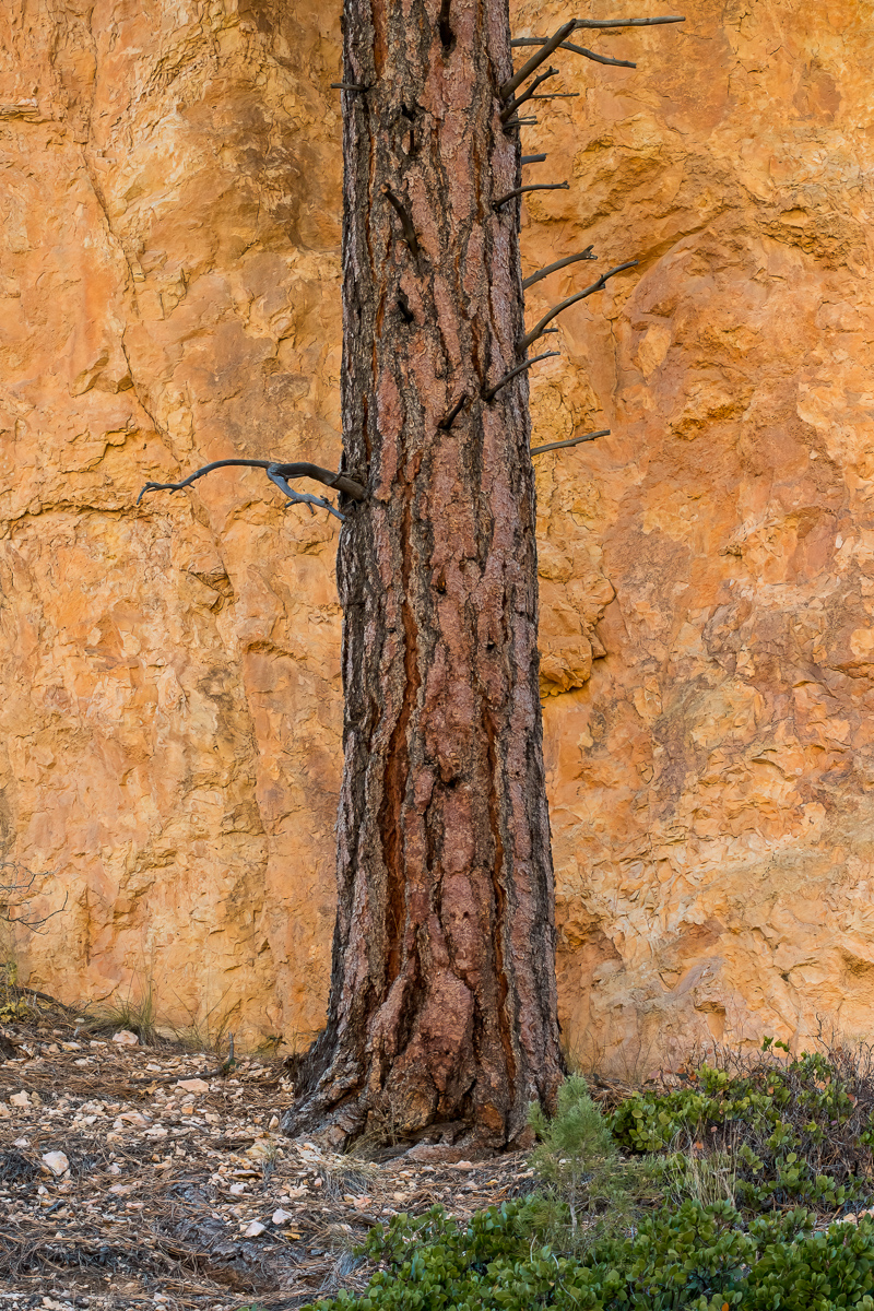 Tree and cliff, Highway 12, Utah