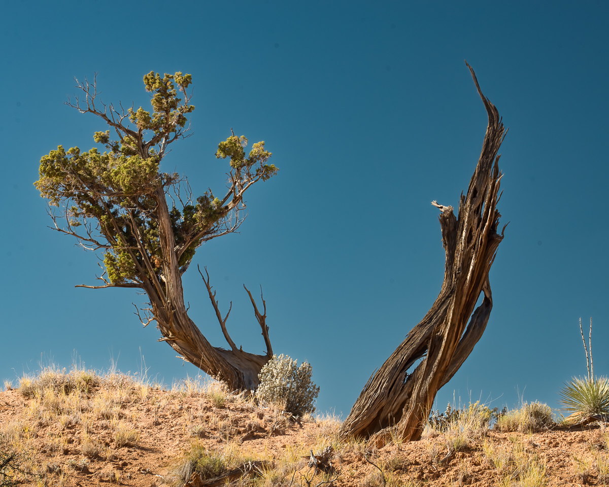 Old tree, Utah