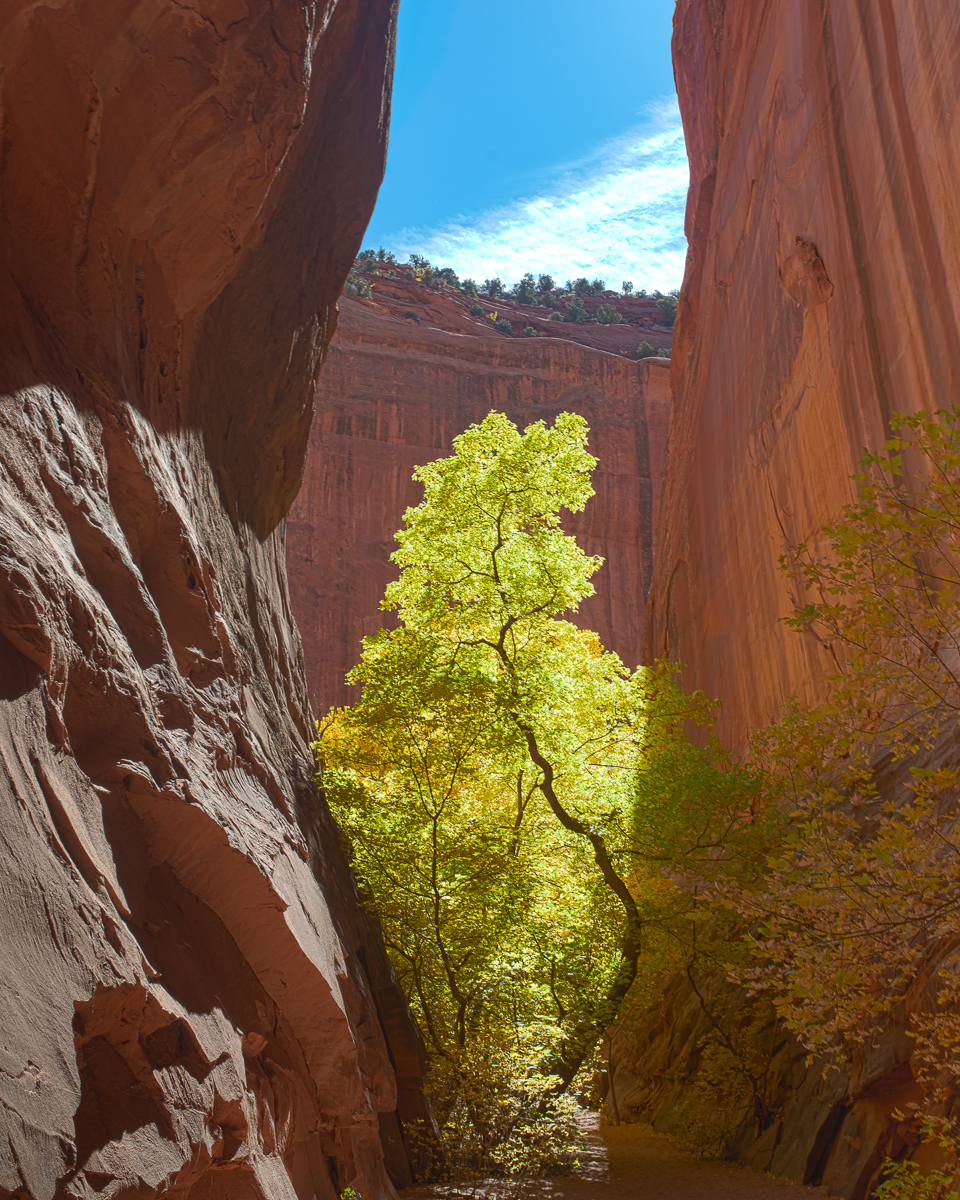 Tree and slot canyon, Utah