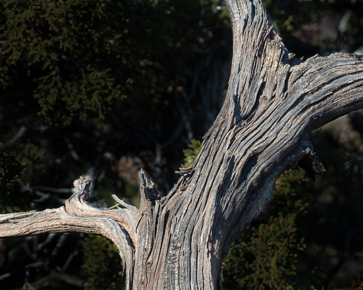 Old tree, Utah