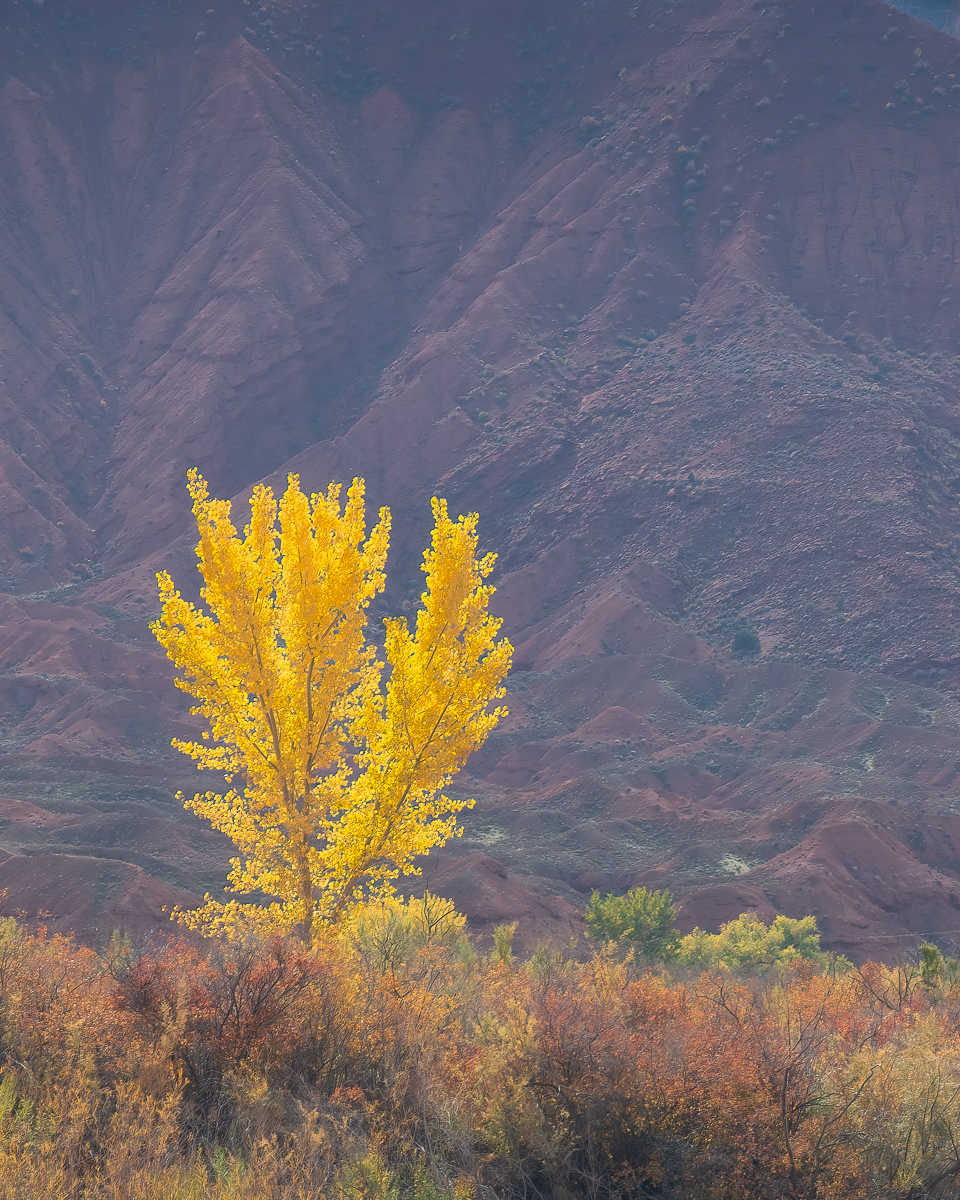 Yellow tree, Utah
