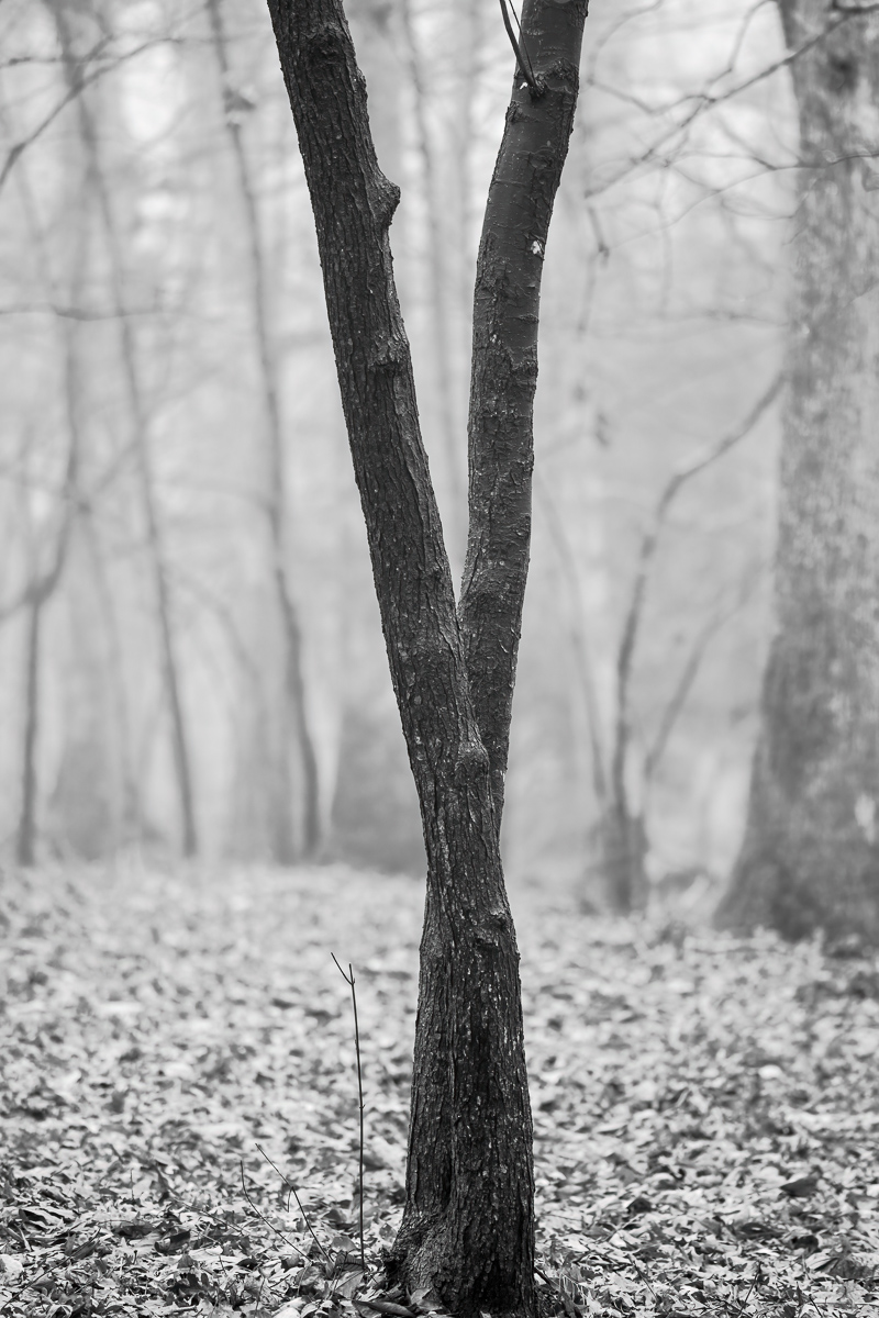 Tree with dark bark, Chapel Hill NC