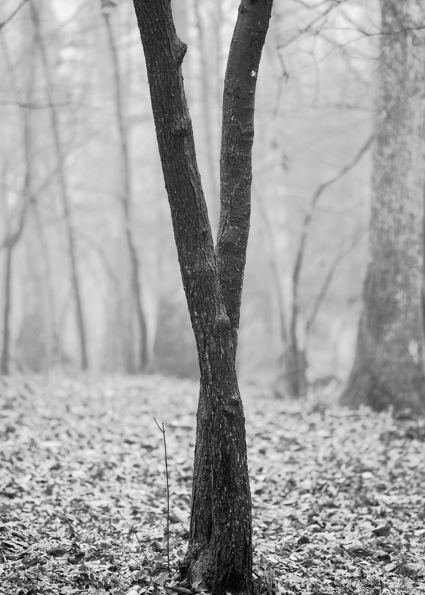 Tree with dark bark, Chapel Hill NC