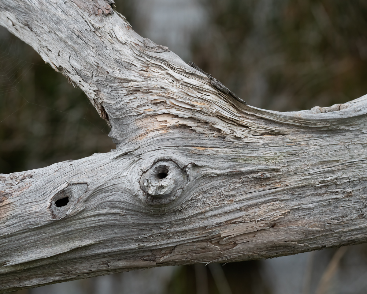 Fallen tree with woodpecker holes, Duck, NC