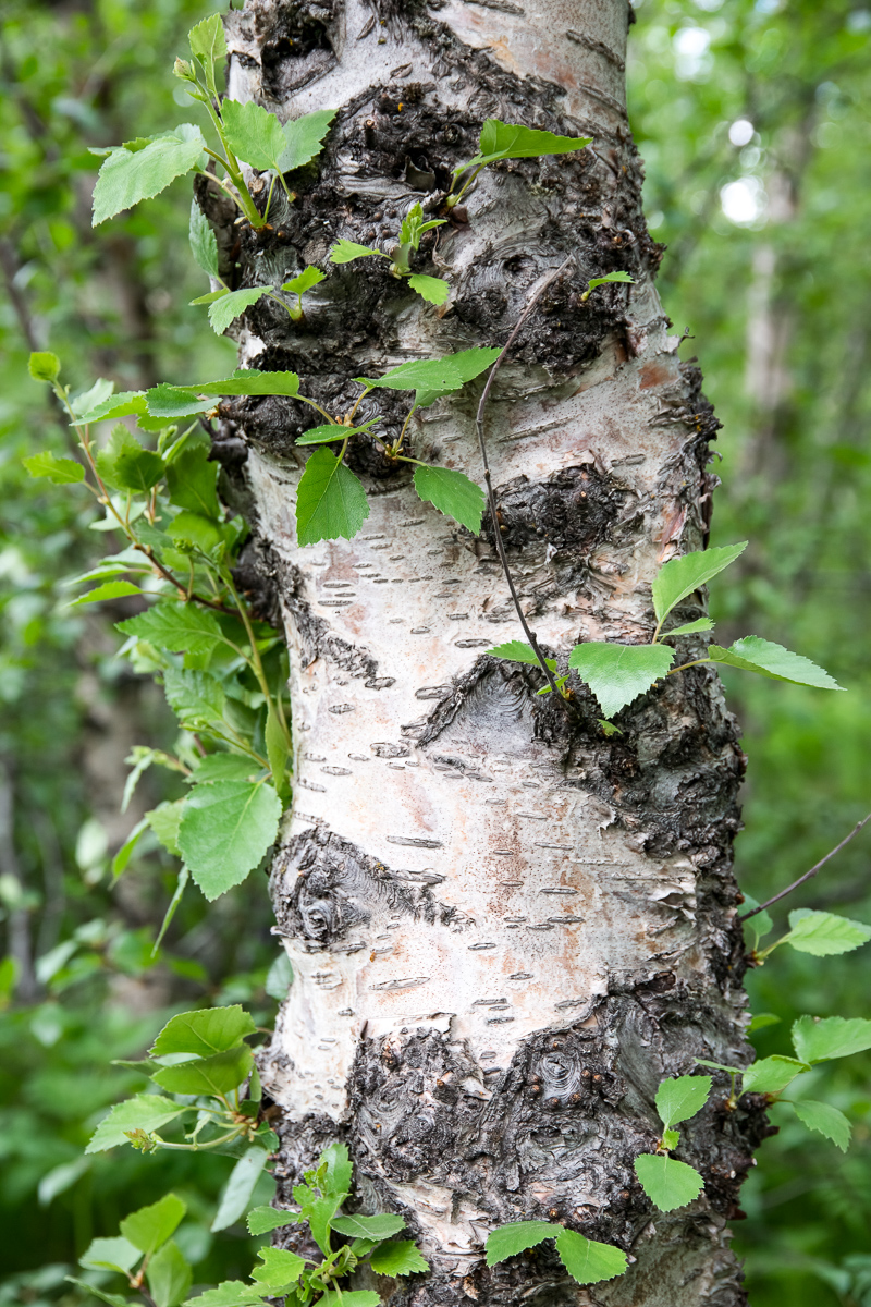 Birch, Iceland