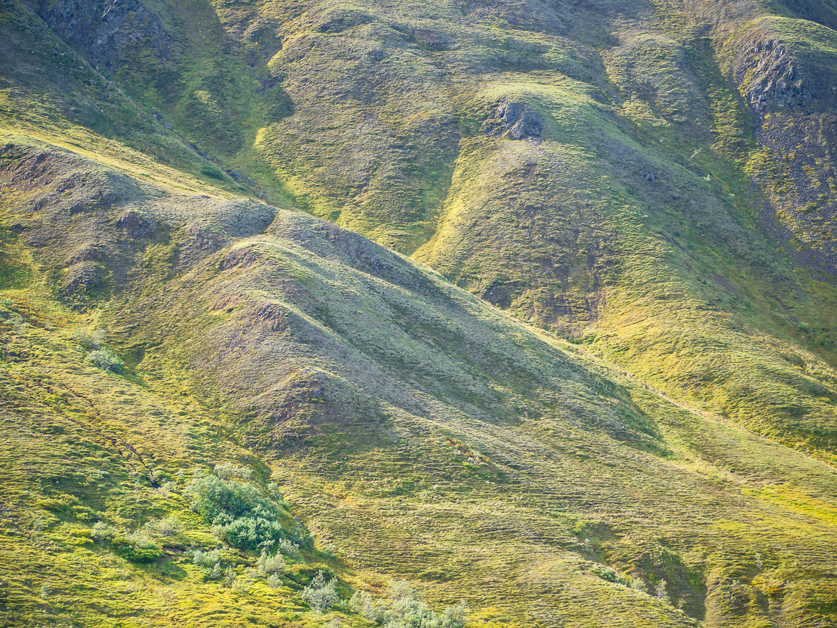 Hillside, Denali NP, Alaska