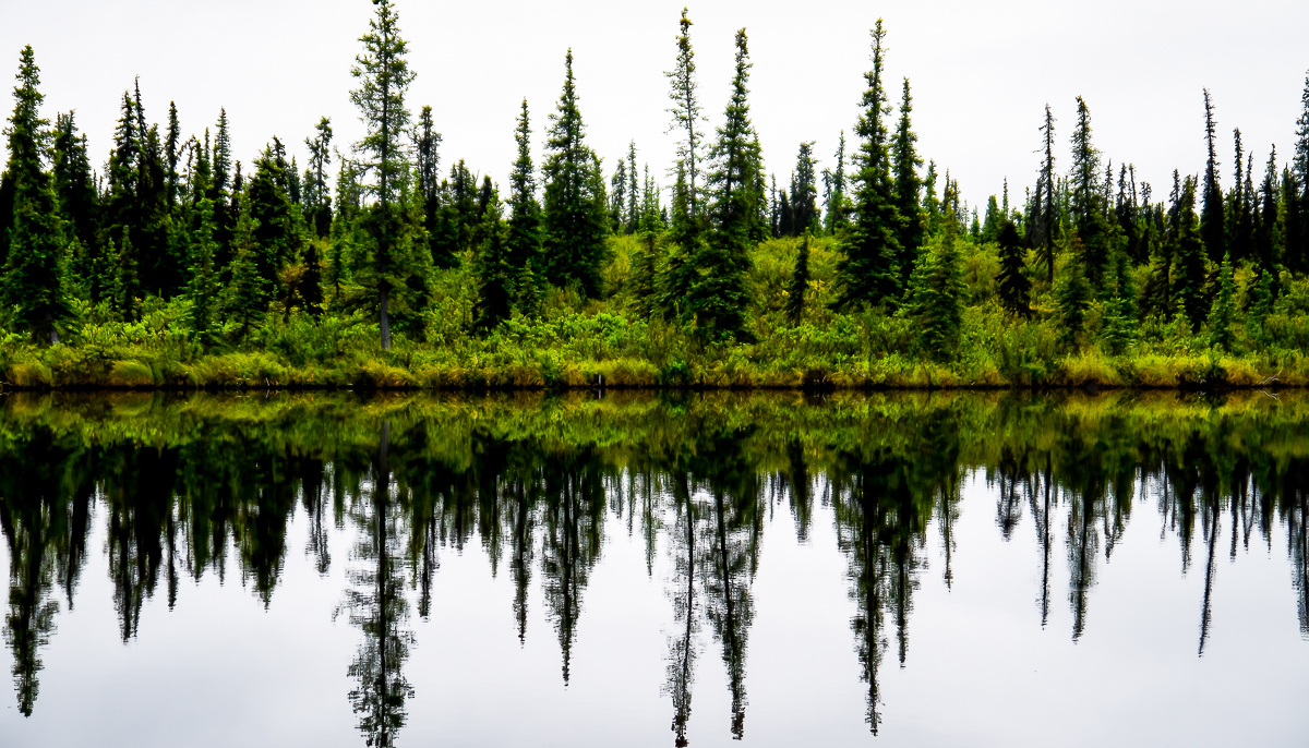 Reflections in a lake, near Denali, Alaska