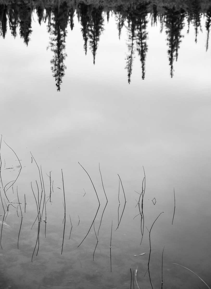 Reeds, reflections, Alaska